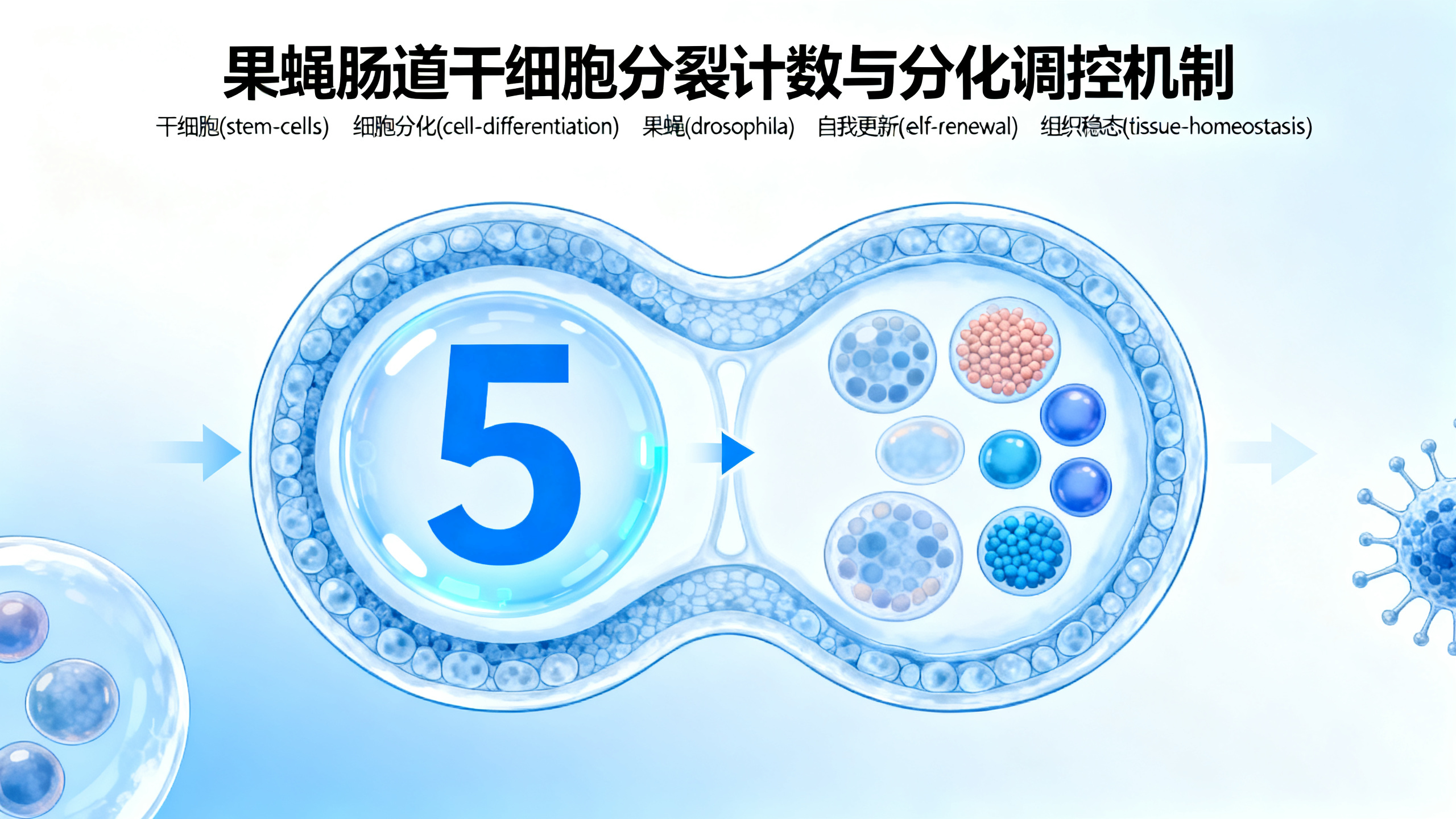 肠道干细胞通过分裂8次来维持细胞数量平衡