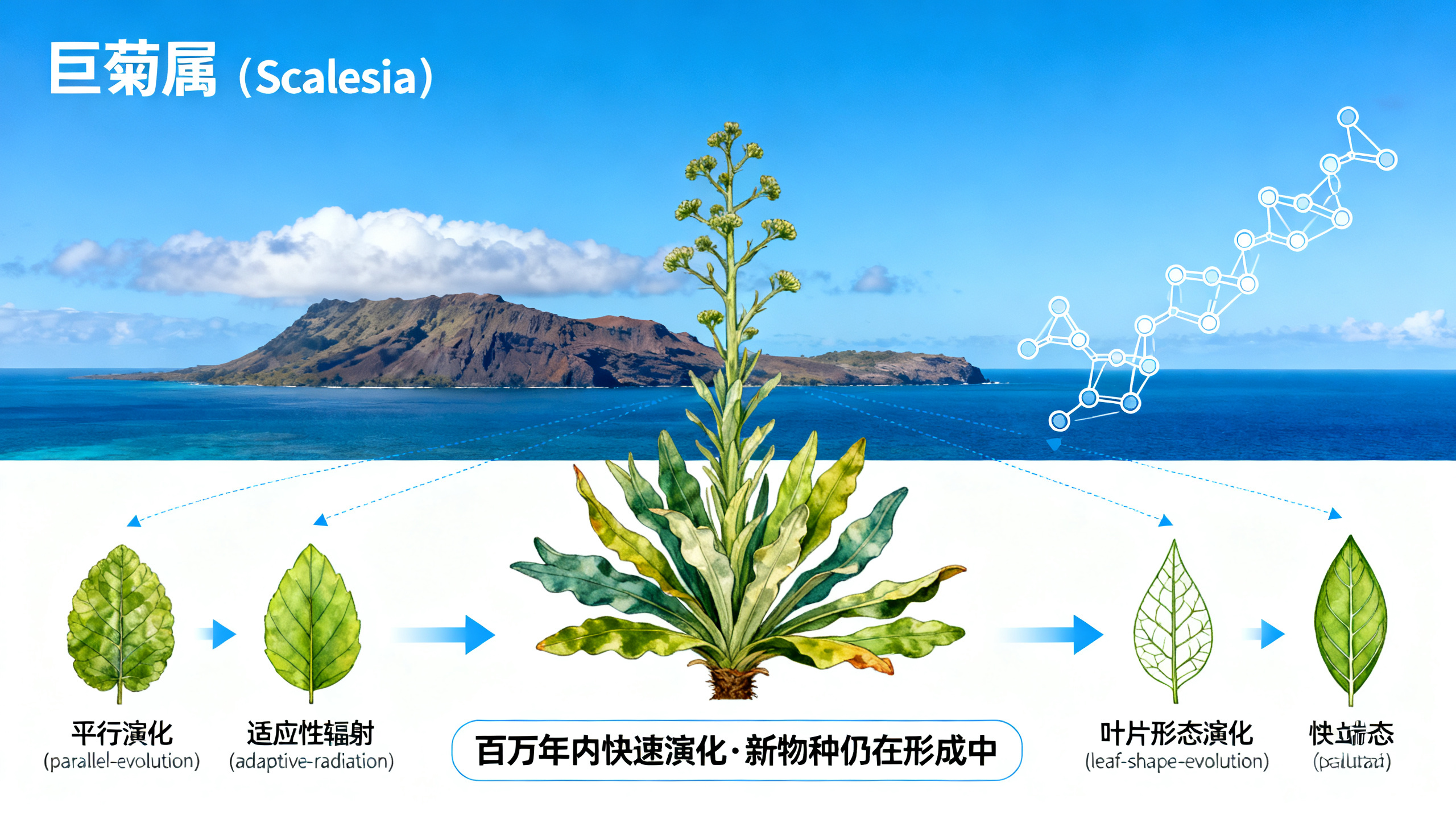 科学家在加拉帕戈斯群岛发现生物进化“重演”