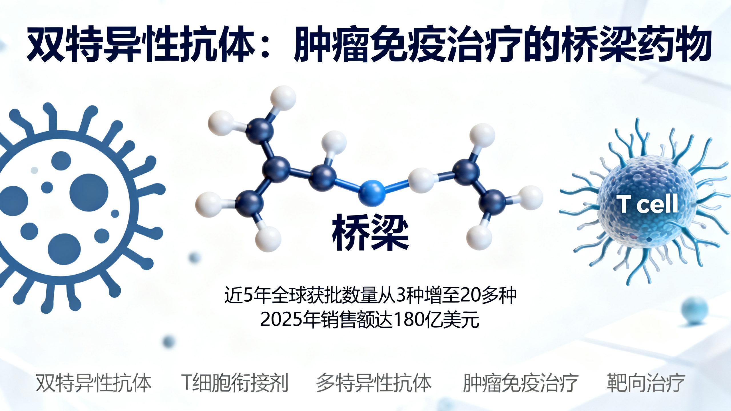能“双拳出击”抗击癌症的抗体