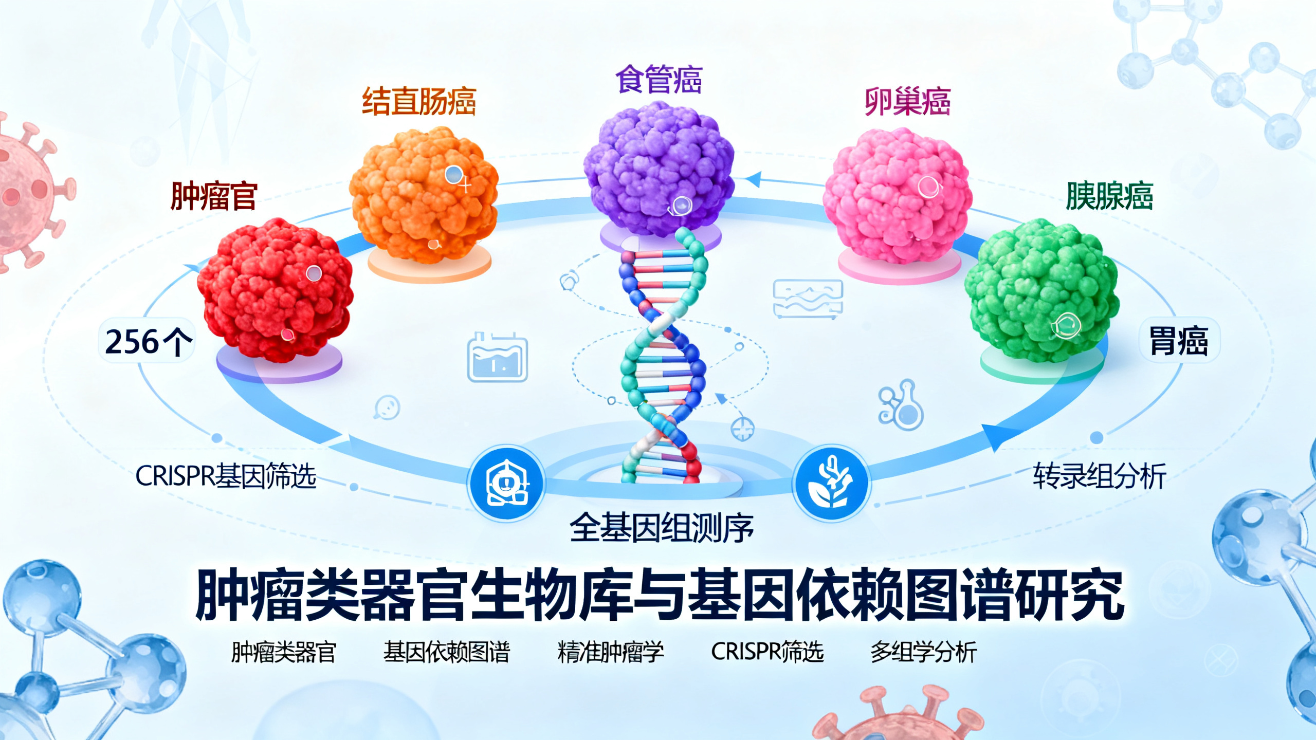 肿瘤类器官库揭示癌症基因的“生存依赖”