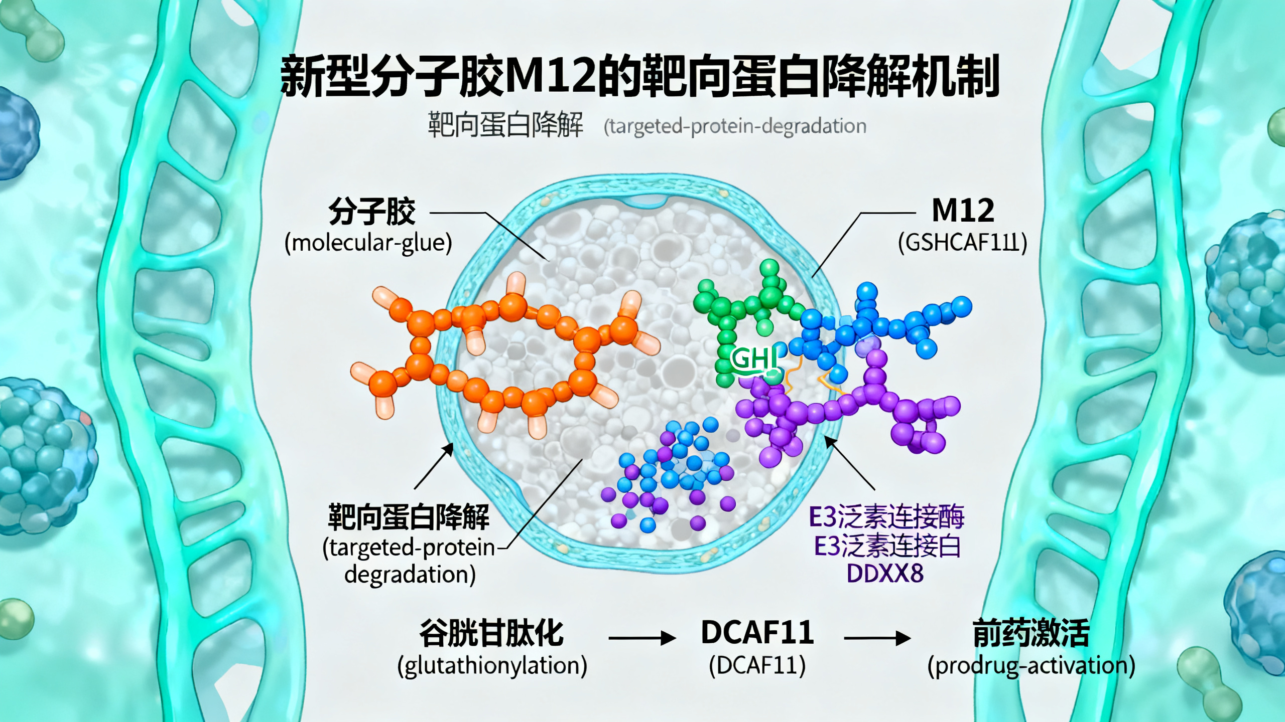 一种依赖DCAF11蛋白、经谷胱甘肽化激活的“分子胶”降解剂