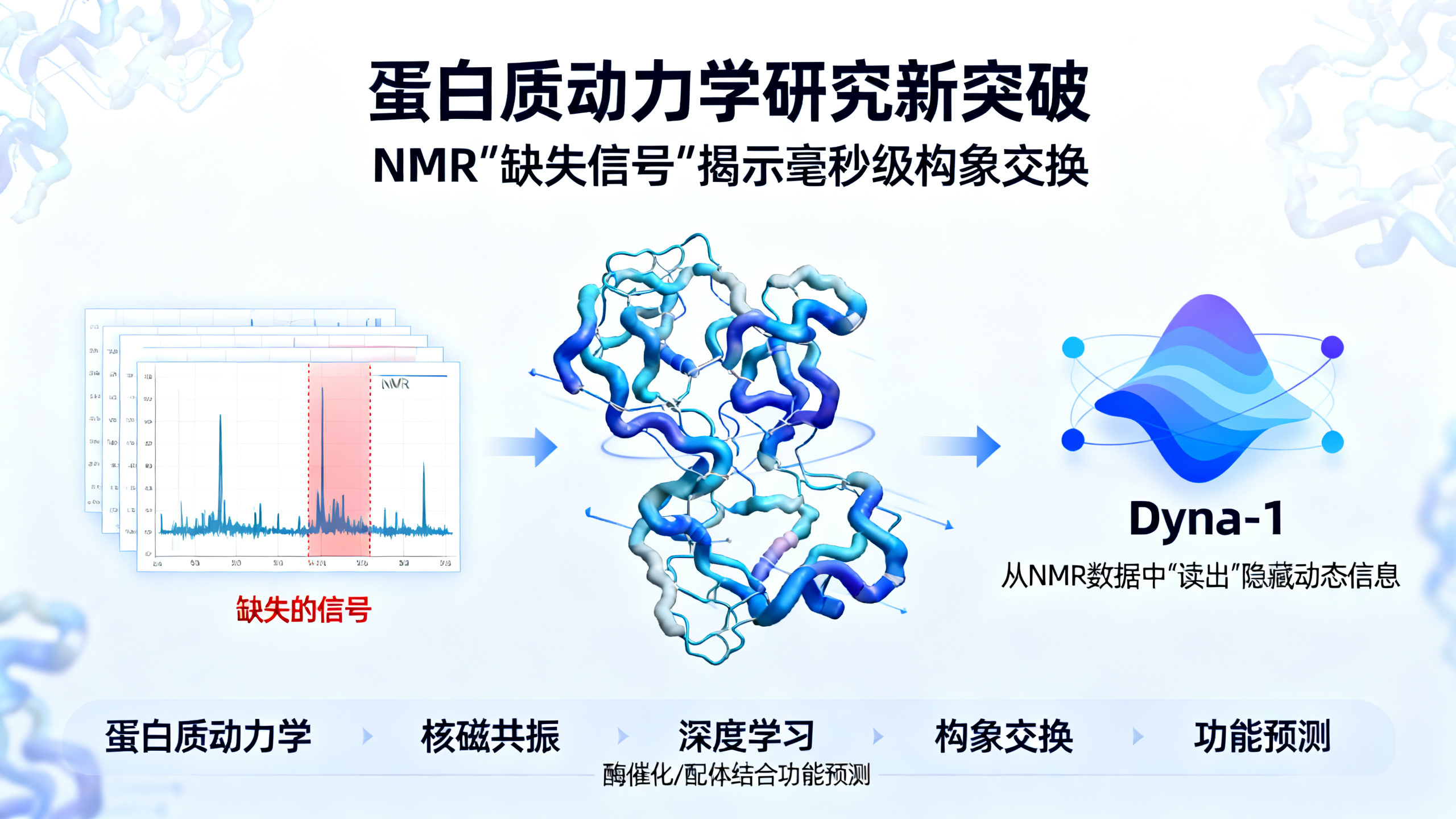 从核磁共振谱图的“缺失信息”中捕捉蛋白质的毫秒级动态