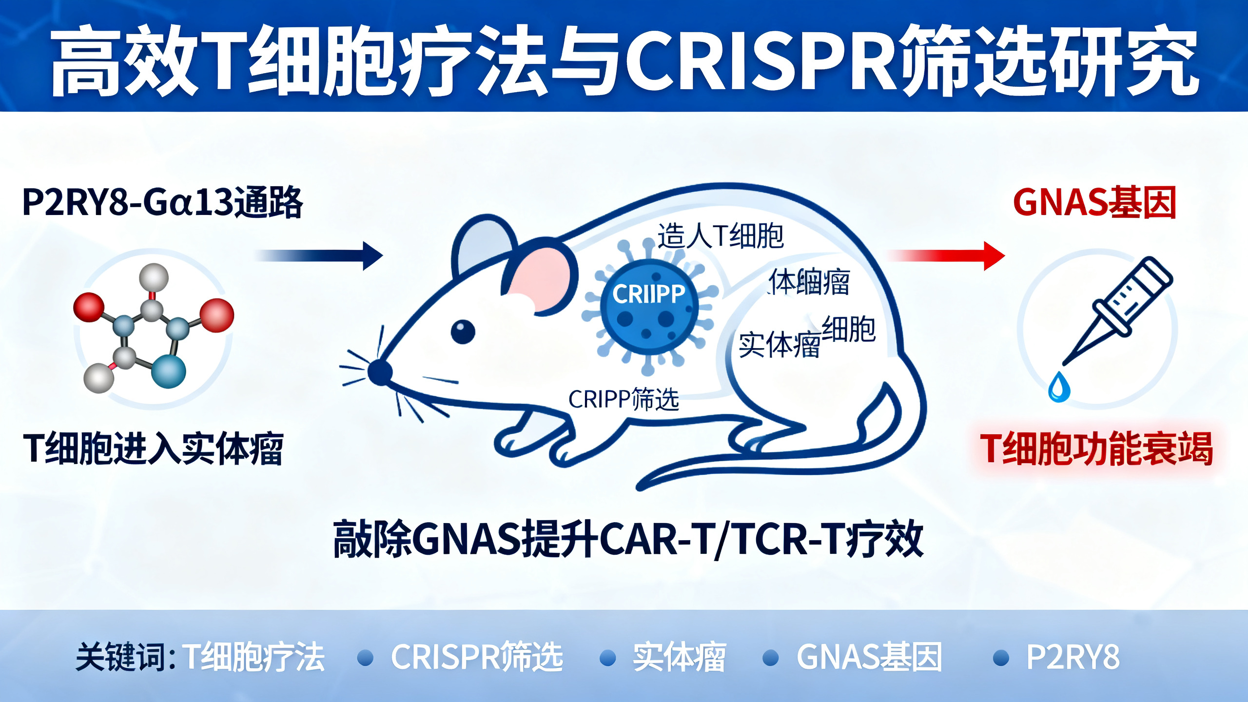 在人体实体肿瘤内开展的全基因组T细胞基因编辑筛选实验