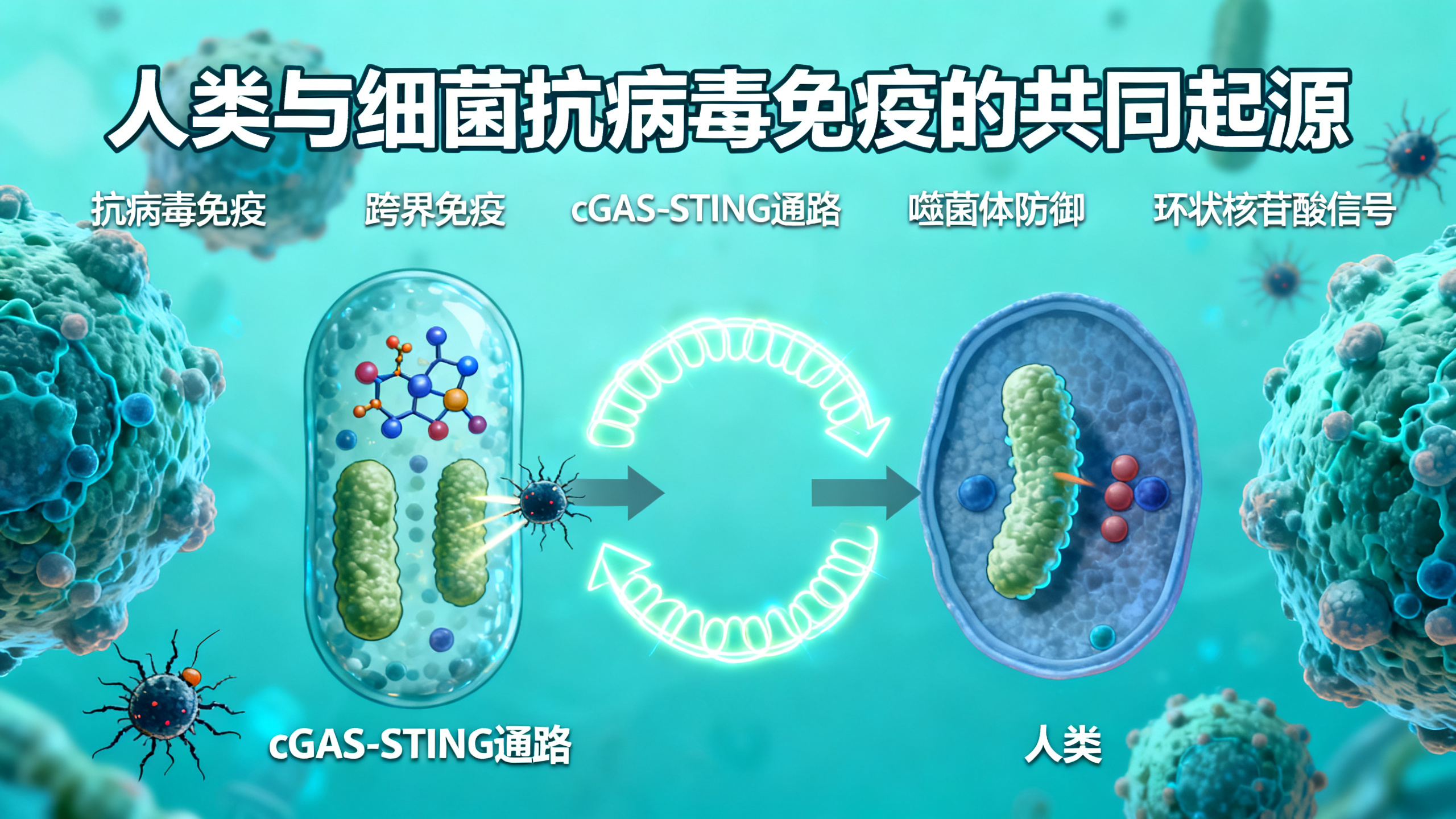 人类和细菌抗病毒免疫的共同原理