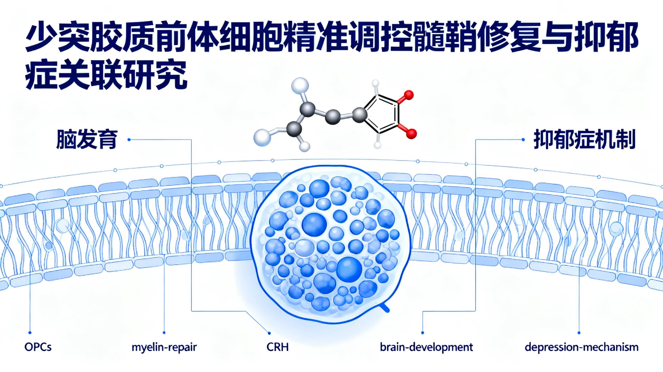 一种压力激素或可助力大脑自我修复