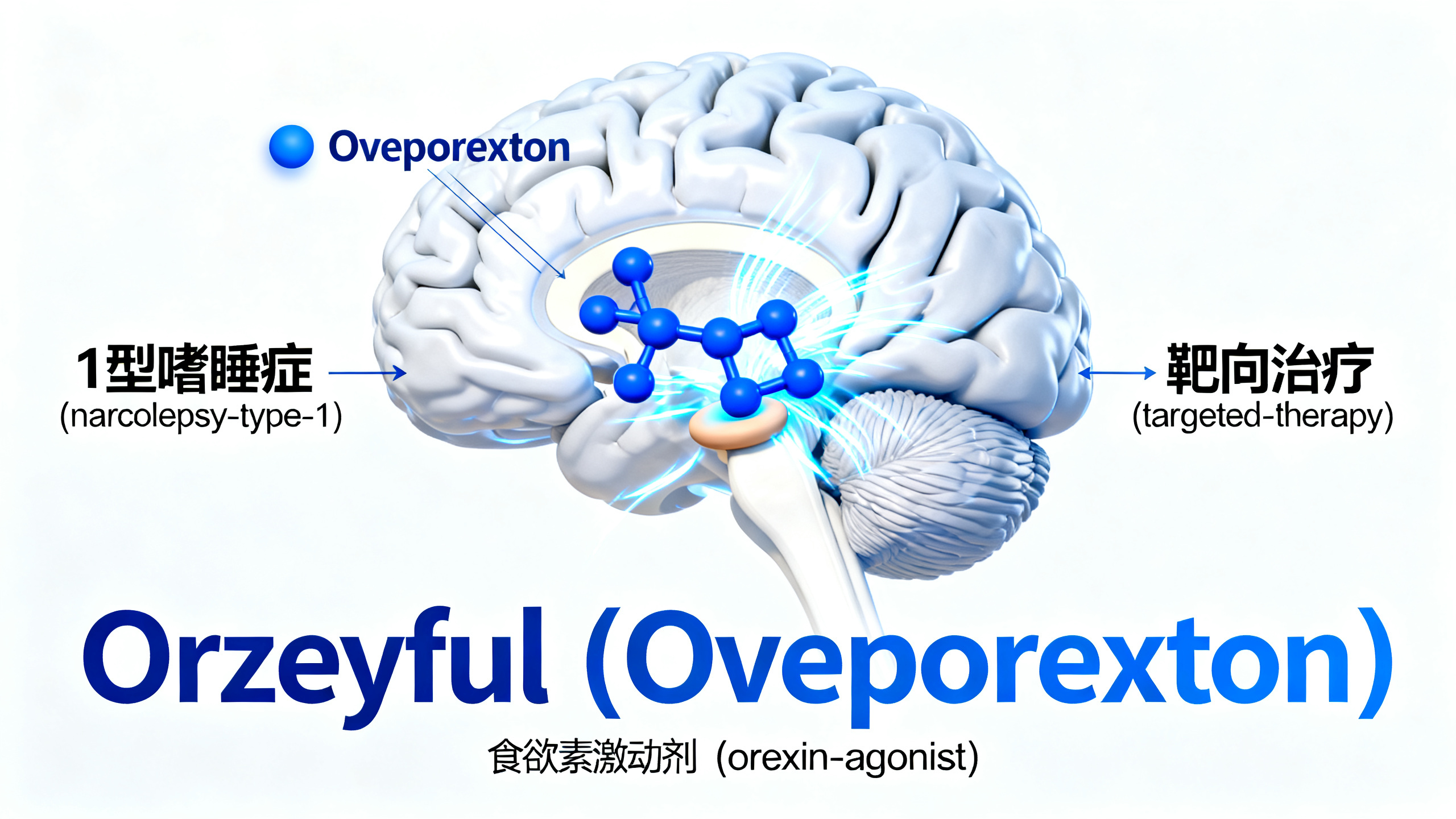 每日简报：一种治疗嗜睡症的药物，或将成为大脑版“司美格鲁肽”