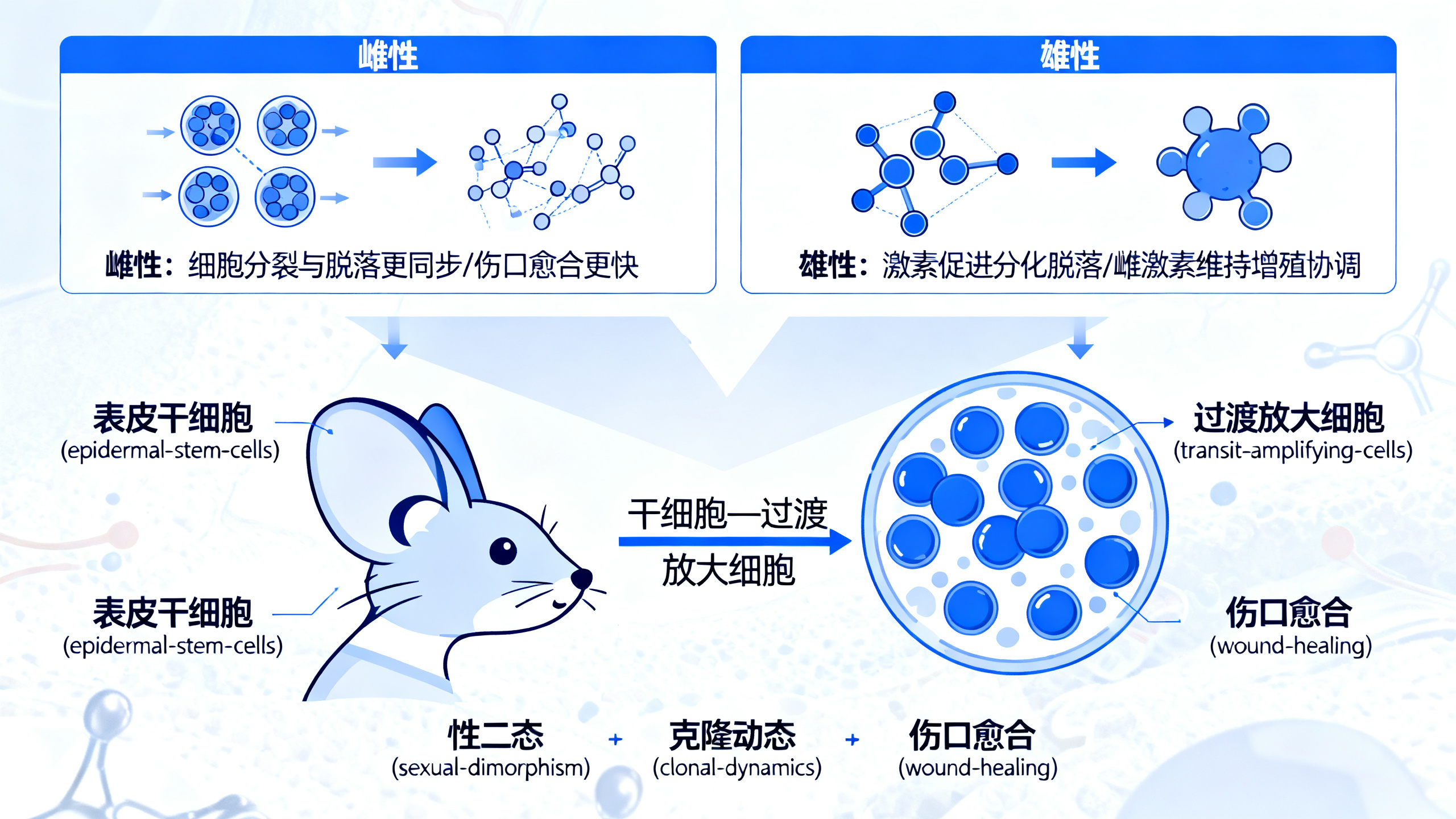 皮肤干细胞在男女间的差异