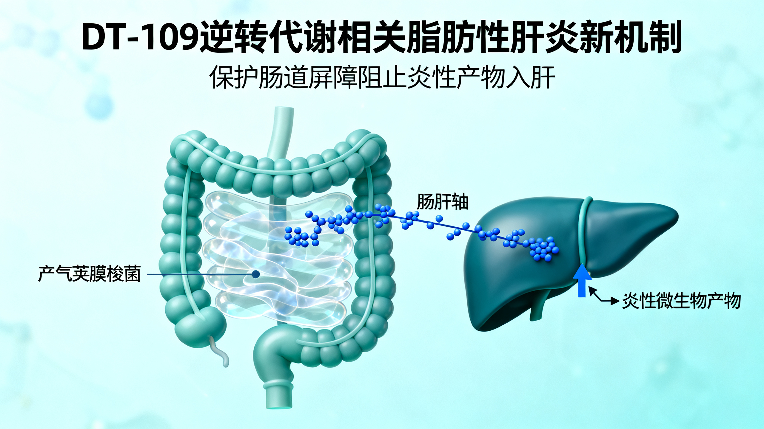 一种新药通过修复肠道，让重度脂肪肝恢复正常