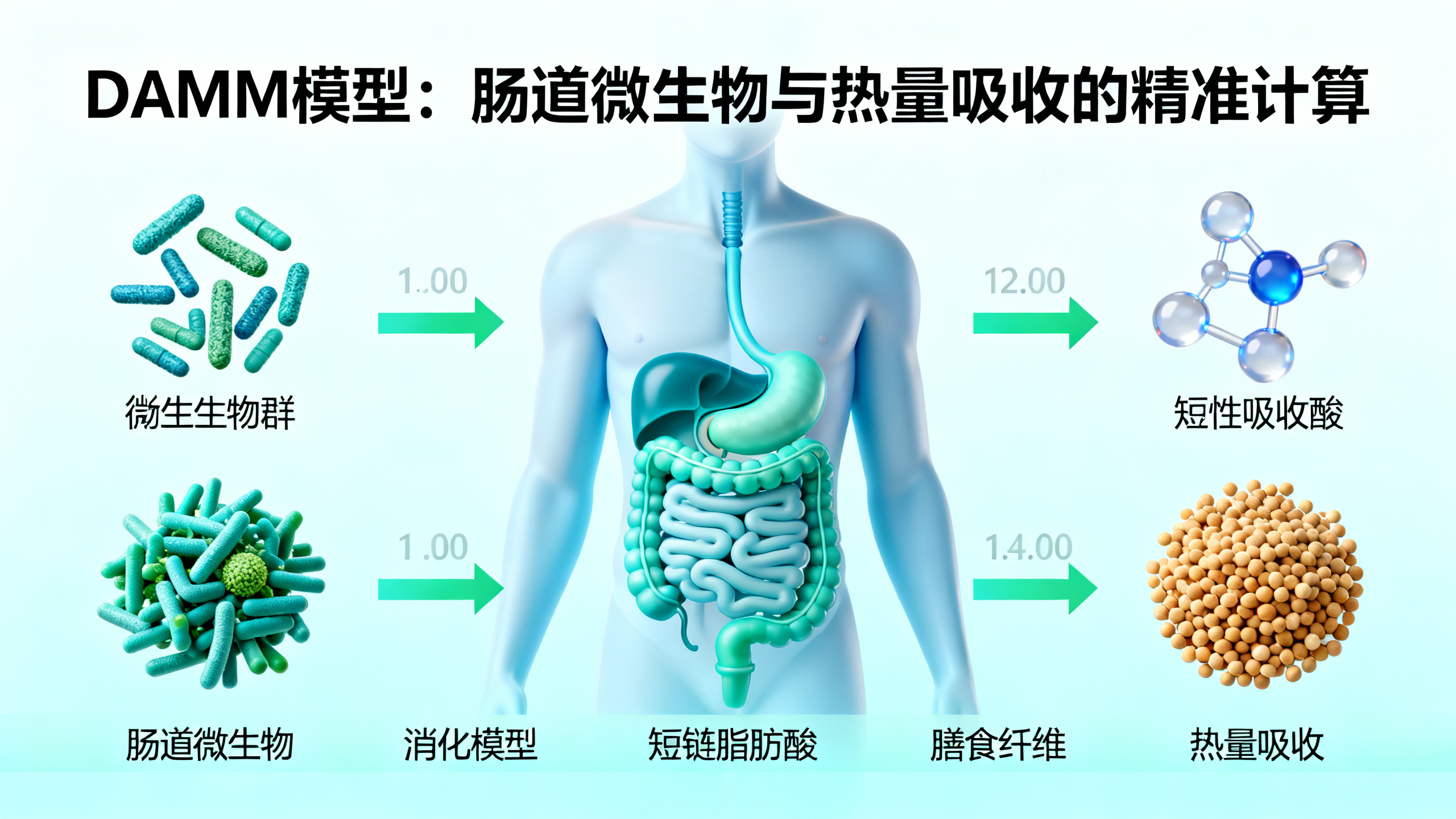 肠道细菌可能影响你吸收的热量多少