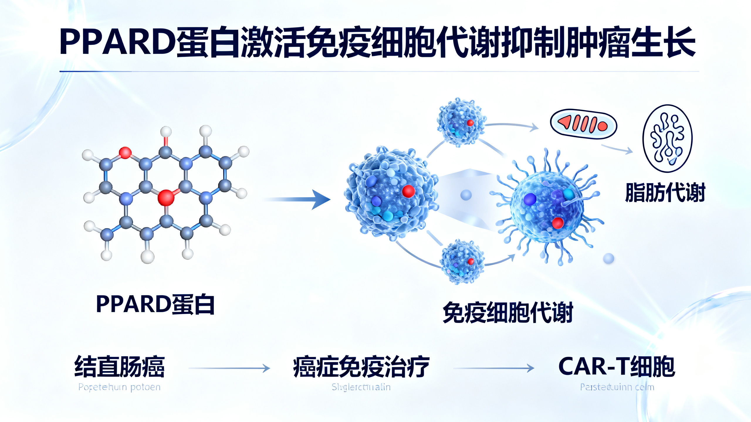 一种助长癌症的蛋白质，也可能成为抗癌的关键