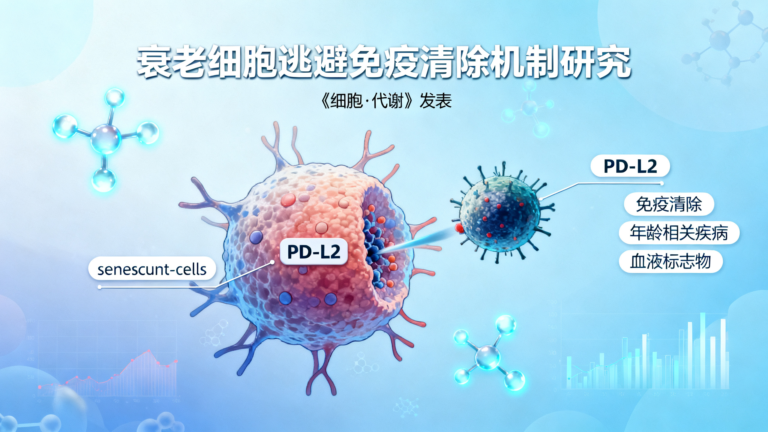 科学家发现“僵尸细胞”如何躲避免疫系统追杀