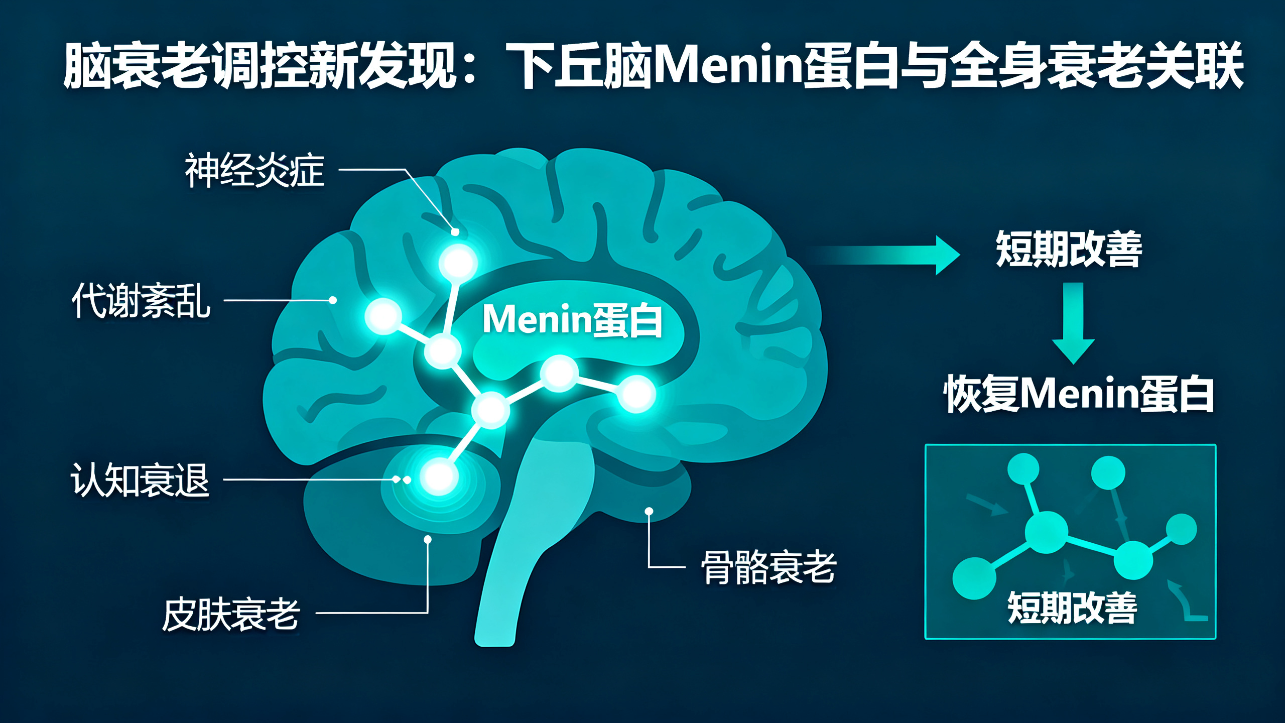 科学家发现加速衰老的“隐形推手”，一种常见氨基酸可缓解小鼠记忆衰退